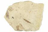 Fossil Leaf - France #254273-1